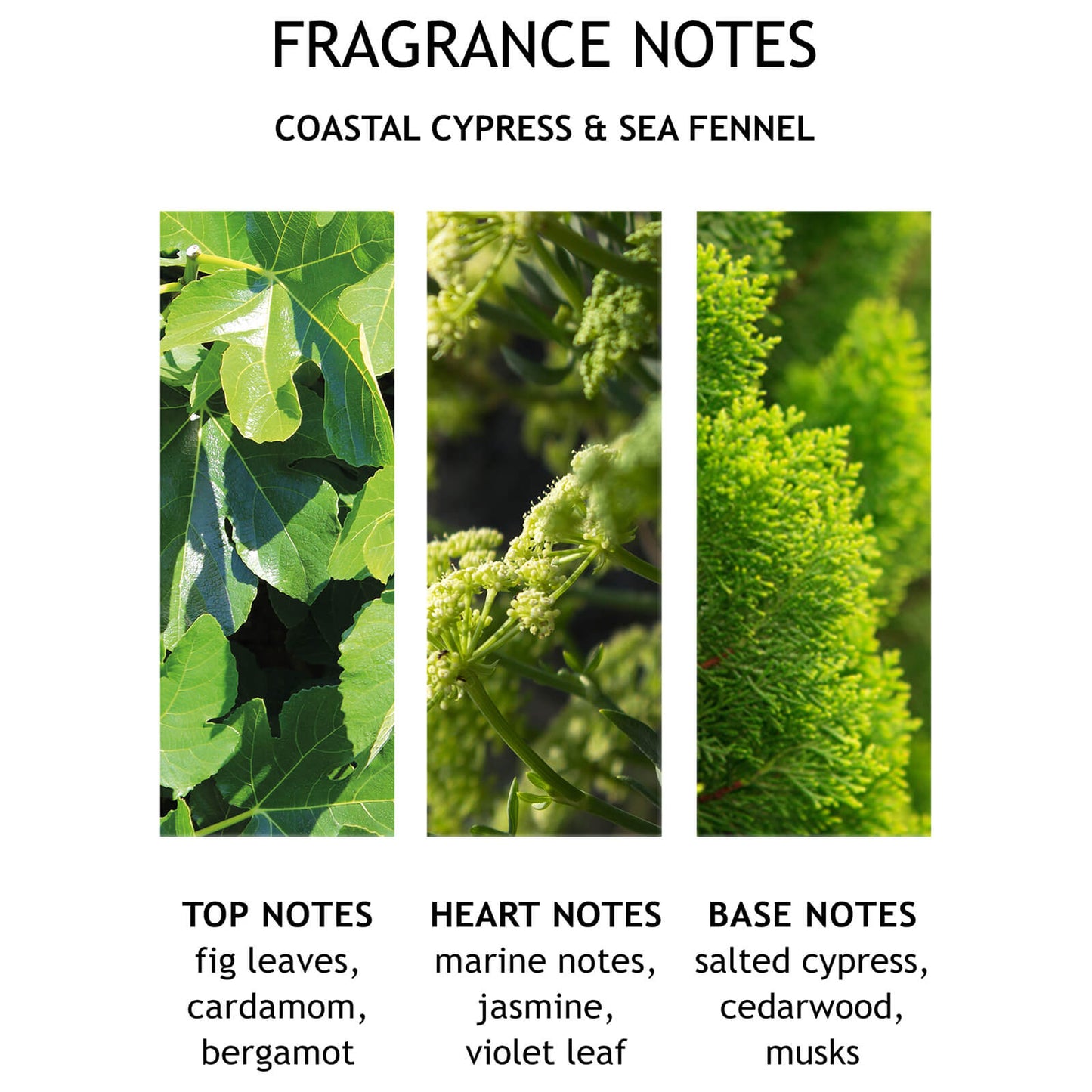 Molton Brown Coastal Cypress & Sea Fennel Douchegel ml