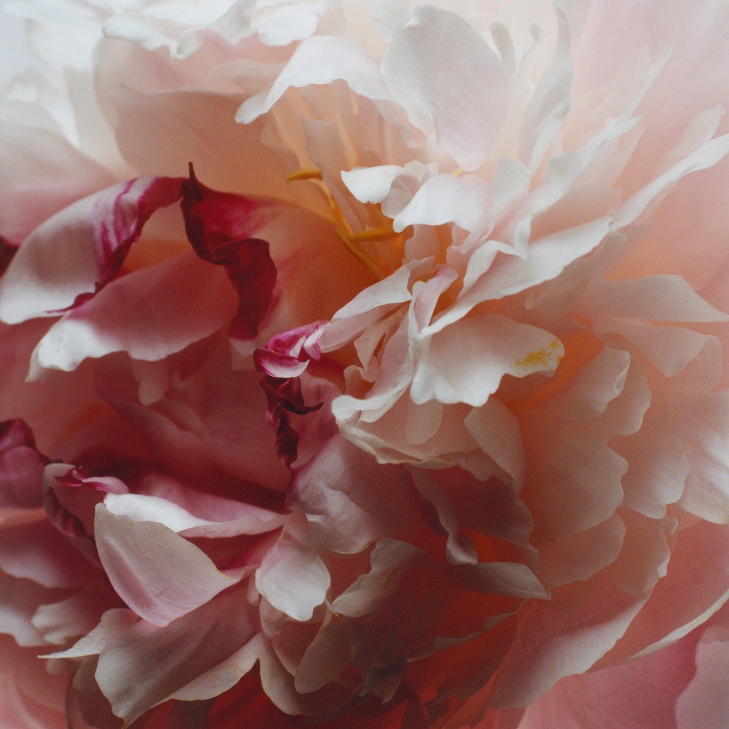 Jo Malone London Peony & Blush Suede