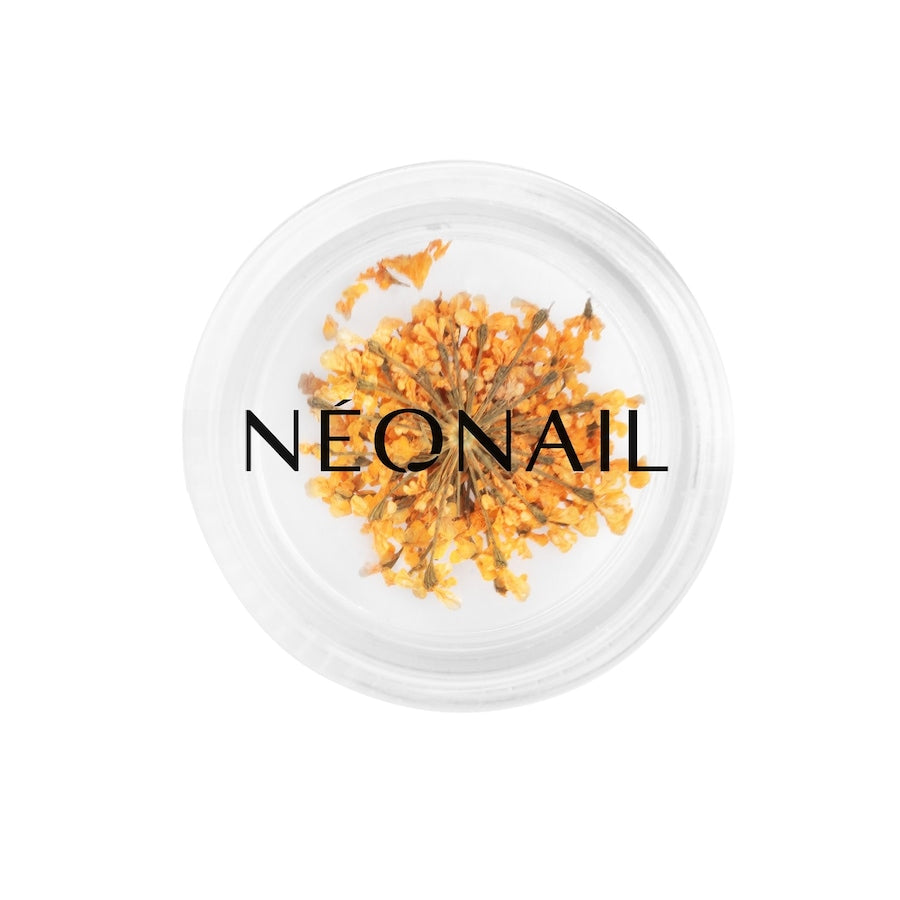 NEONAIL The Muse in You Collection